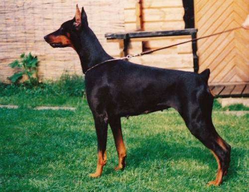 Nicole v. Norden Stamm | Black Doberman Pinscher