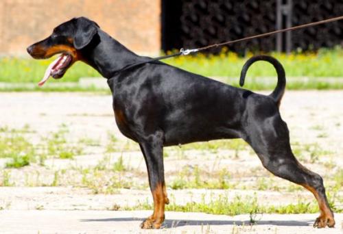 Oreto Mia Bohemian Rhapsody | Black Doberman Pinscher