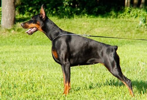 Oreto Mia Beatrice Berita Amante | Black Doberman Pinscher