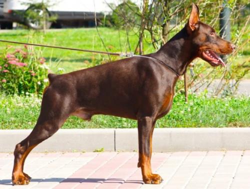 Oreto Mia Volodar | Brown Doberman Pinscher