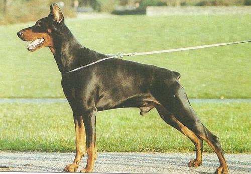 Arrow v. Harro's Berg | Black Doberman Pinscher