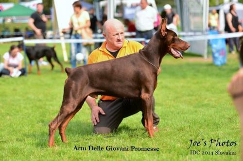 Artu delle Giovani Promesse | Brown Doberman Pinscher