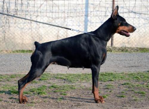 Elly Eline Black Novak | Black Doberman Pinscher