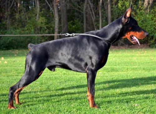 Fort Bellators El Guard | Black Doberman Pinscher