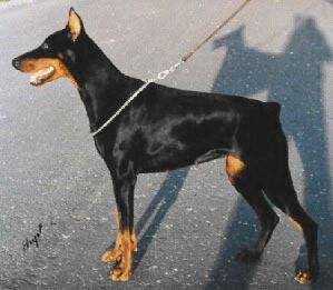 Vivre Vivien v. Franckenhorst | Black Doberman Pinscher