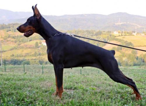 Fort Bellators Evgenika Evviva | Black Doberman Pinscher