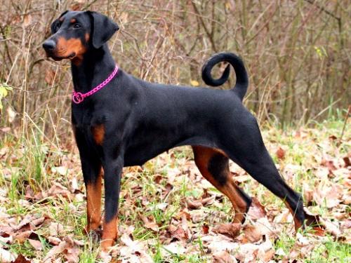 Karamba v.d. Bruggenern | Black Doberman Pinscher