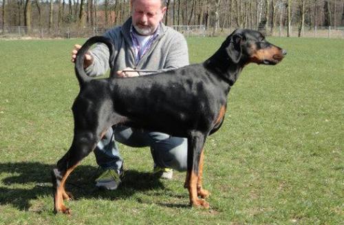 Tira Vento Whisky | Black Doberman Pinscher