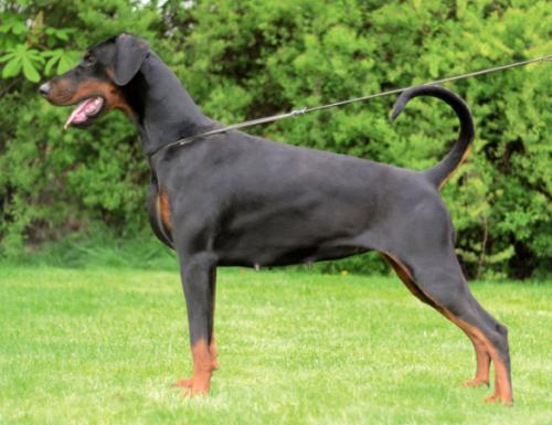 Tira Vento Alabama | Black Doberman Pinscher