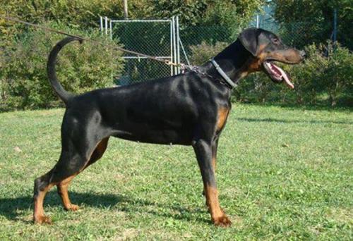 Tira Vento Arizona Sunrise | Black Doberman Pinscher