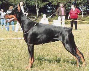 Dea Dolores v. Franckenhorst | Black Doberman Pinscher