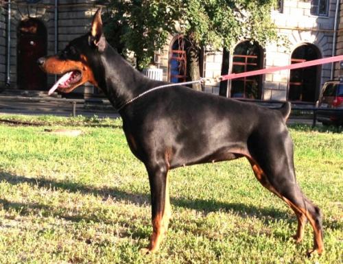 Filimamont Dahlia Noir | Black Doberman Pinscher