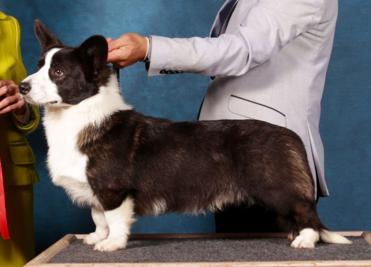 Blondie's Xolo | Cardigan Welsh Corgi 