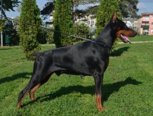 Get Ready For Domina | Black Doberman Pinscher