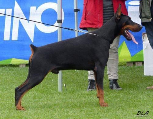 Lucinio del Diamante Nero | Black Doberman Pinscher