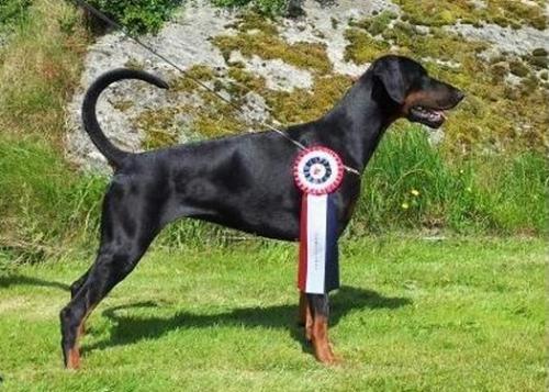 Arakia's Telma | Black Doberman Pinscher