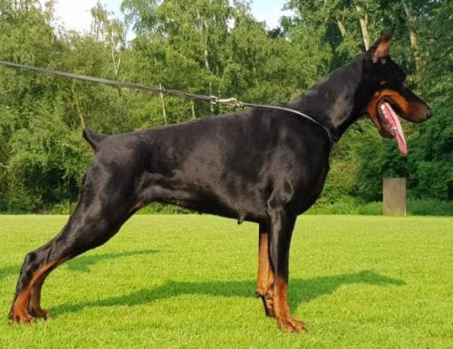 Infinity Indira di Perlanera | Black Doberman Pinscher