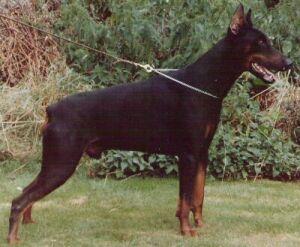 Nicolai v. Kloster-Kamp | Black Doberman Pinscher