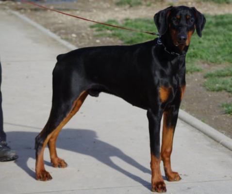 Irko des San Marin | Black Doberman Pinscher