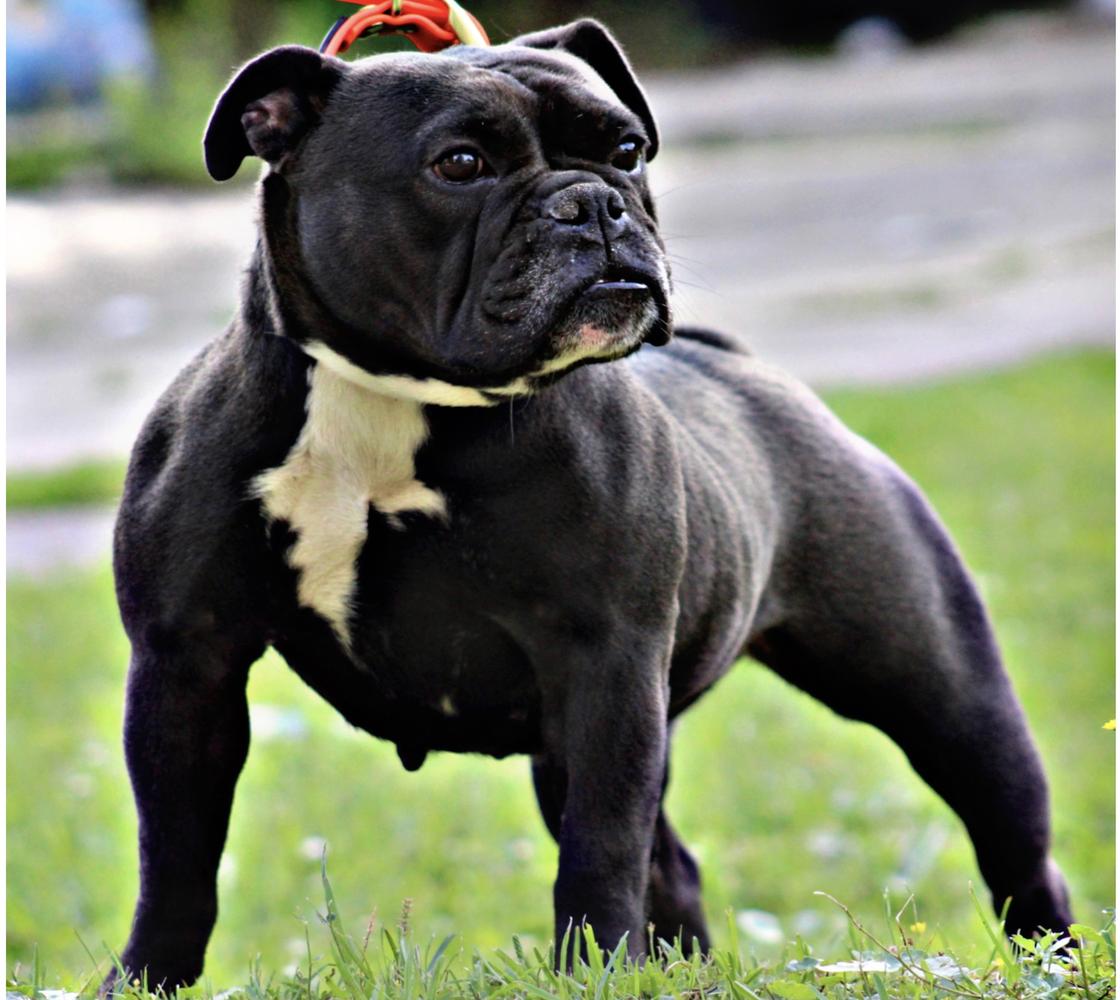 MEB Smoke | Olde English Bulldogge 