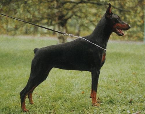 Ombre Nemea v. Heckendorf | Black Doberman Pinscher