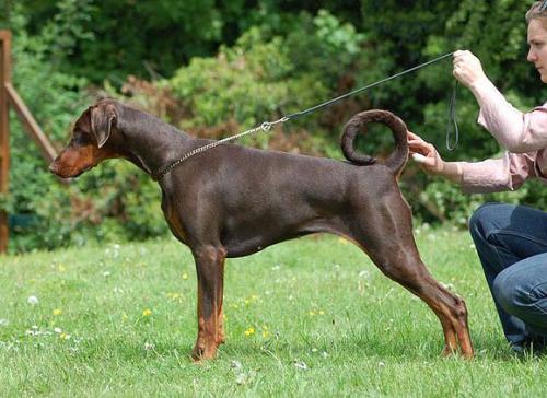 Newfords Made in Heaven | Brown Doberman Pinscher