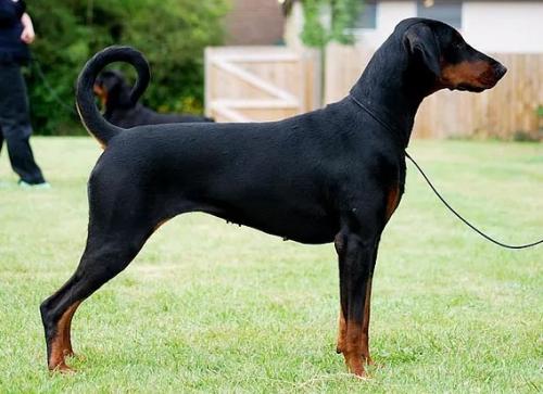Emrichme Belgium at Newford | Black Doberman Pinscher