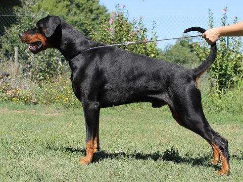 I Am Legend v. Nobel Line | Black Doberman Pinscher