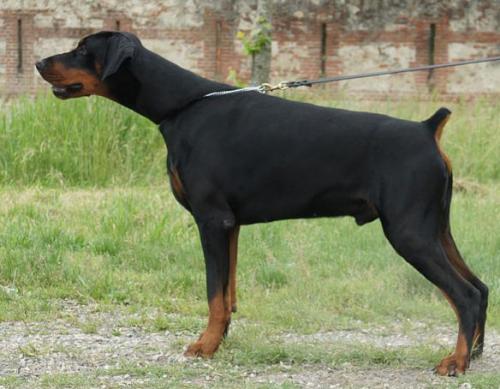 Paradiz Ronado Sharif | Black Doberman Pinscher