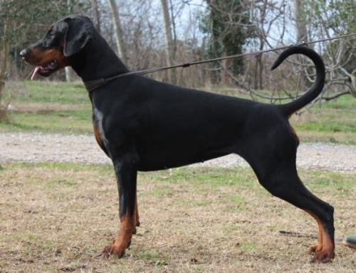 Je t'aime v. Nobel Line | Black Doberman Pinscher