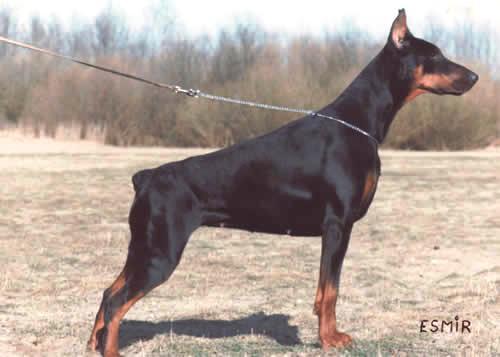 Esmir v. Hermansjomaik | Black Doberman Pinscher