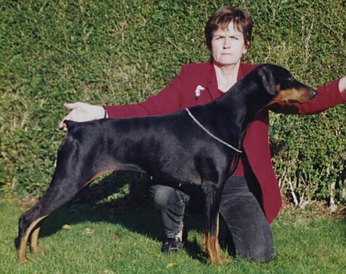 Otherton Pure Illusion at Otago | Black Doberman Pinscher