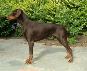 Otago Runanga | Brown Doberman Pinscher