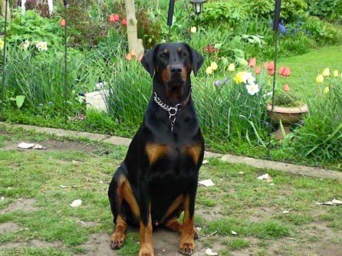 Krisenbeck moody blues or Wallace | Black Doberman Pinscher