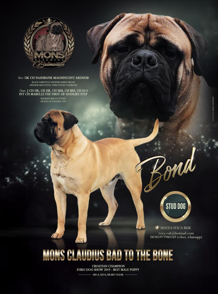 Mons Claudius Bad To The Bone | Bullmastiff 