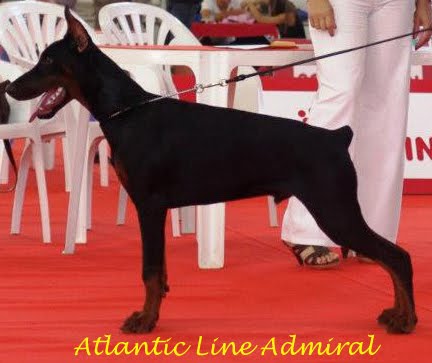 Atlantic Line Admiral | Black Doberman Pinscher