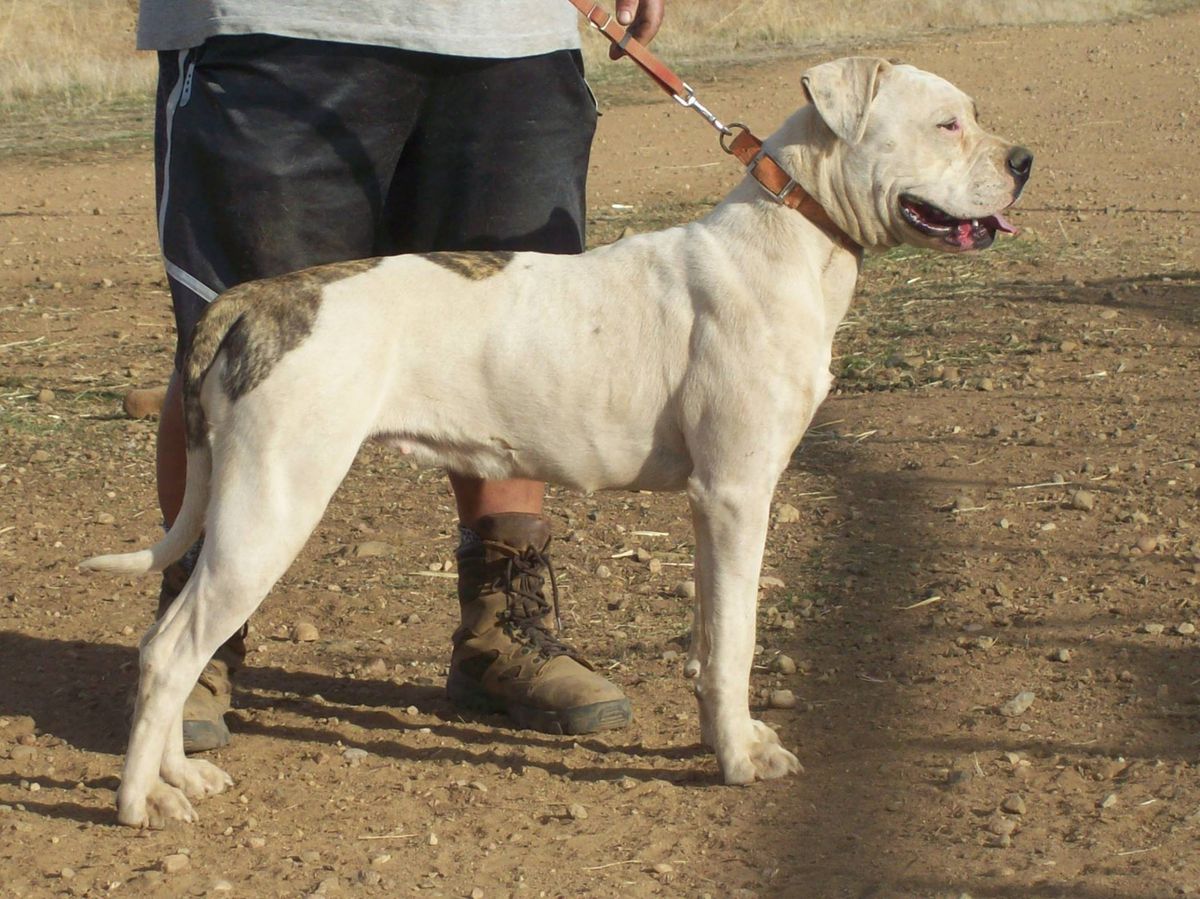 Cowan's Jill | American Bulldog 