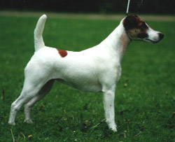 Indianfox's Wallflower | Smooth Fox Terrier 