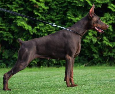 Markiza Sav San | Brown Doberman Pinscher