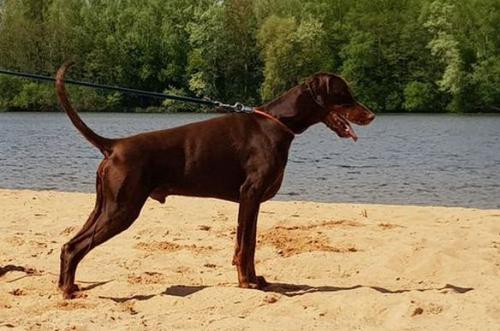 Nandor v.d. Donauhoeve | Brown Doberman Pinscher