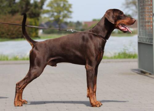 Narco v.d. Donauhoeve | Brown Doberman Pinscher