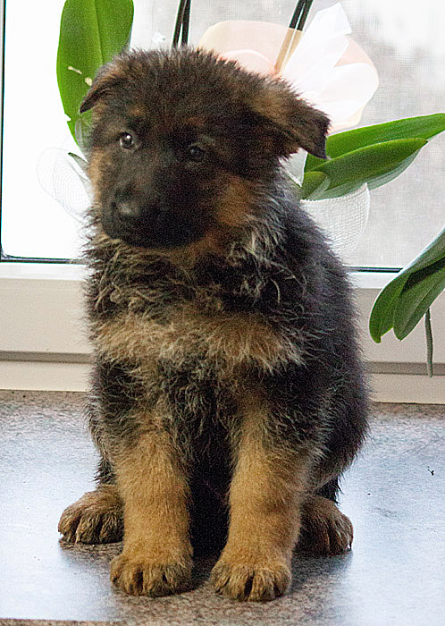 Remus vom Kirschental | German Shepherd Dog 