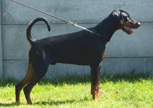 Nordsea Pride Narco | Black Doberman Pinscher