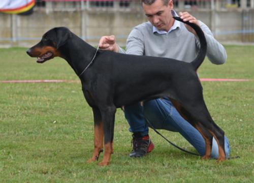 Nordsea Pride Nena Nicoletta | Black Doberman Pinscher