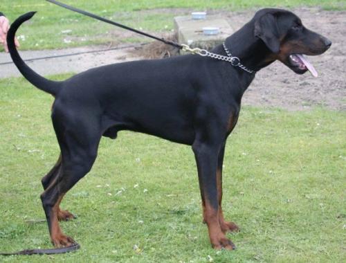 Mezzrow's Salve | Black Doberman Pinscher