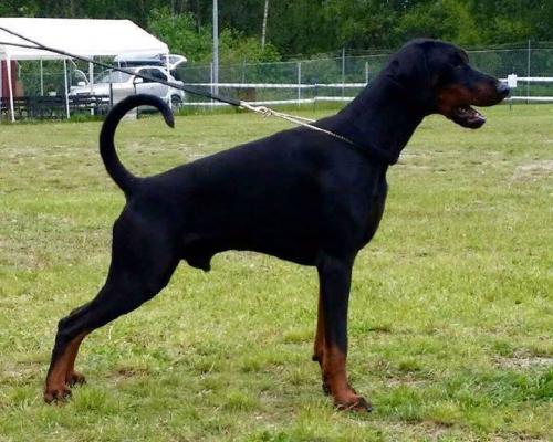 Mezzrow's Sid Vicious | Black Doberman Pinscher