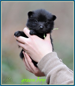 Rikki Tiki Tavi Taien | Schipperke 