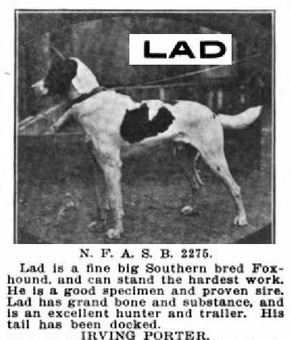 Lad NFASB 002275 | American Foxhound 