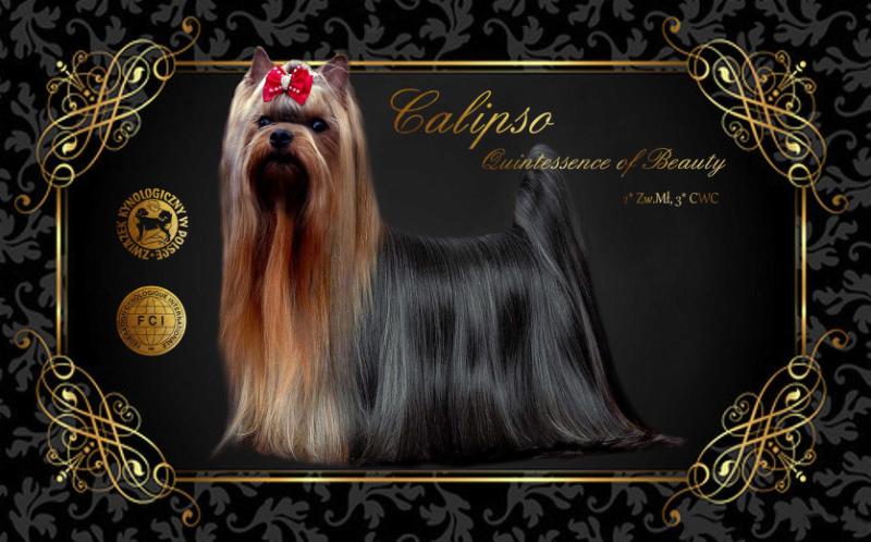 CALIPSO Quintessence of Beauty | Yorkshire Terrier 