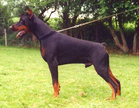 Jivago v.h. Wantij | Black Doberman Pinscher